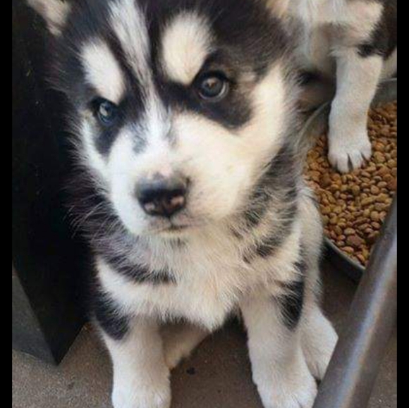 Gunner - Picture 1 of 6